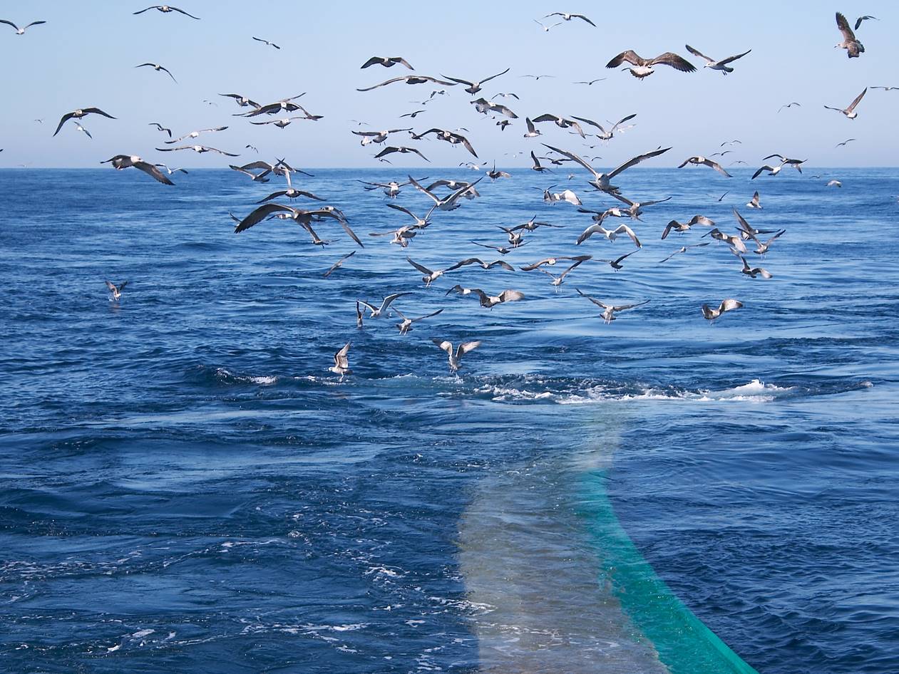 Potential impacts of the proposed Addo MPA on commercial fisheries