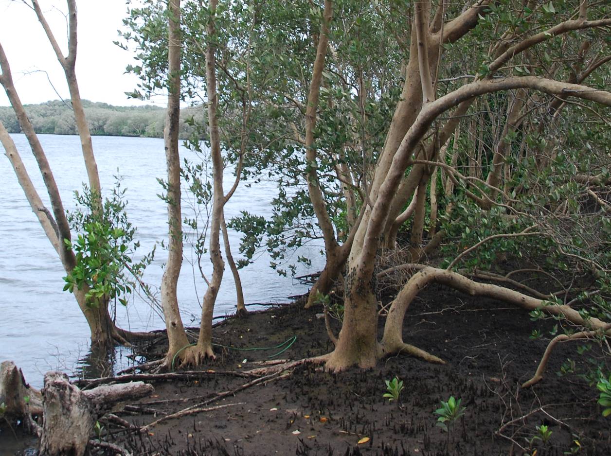 Identification and profiling of priority mangrove sites in Liberia and identification and delineation of two coastal and marine protected areas.