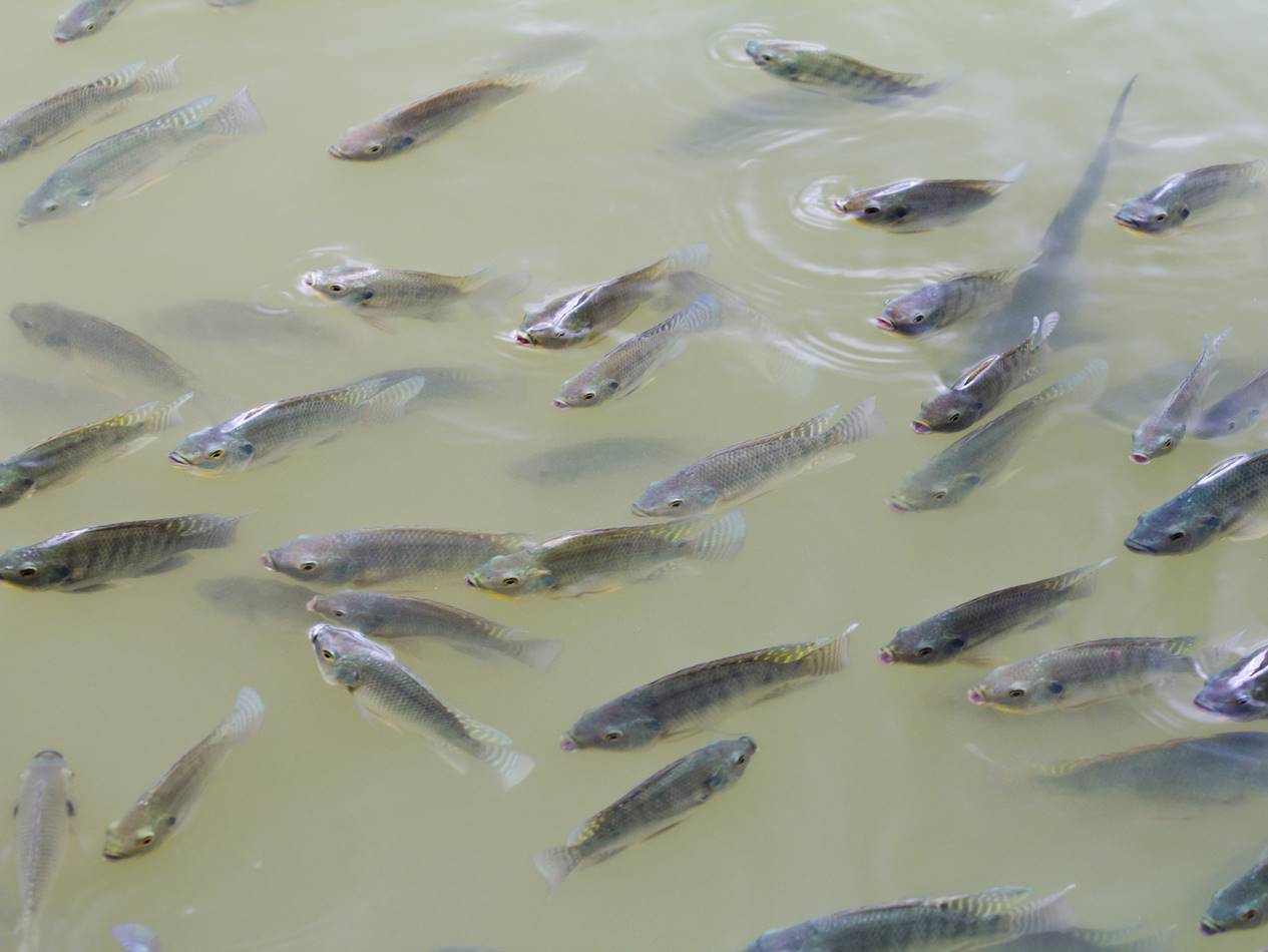 BRBAs for important aquaculture alien species