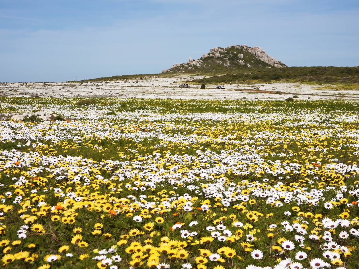 An evaluation of wetland restoration as an ecosystem-based adaptation option for climate change in Namaqualand.