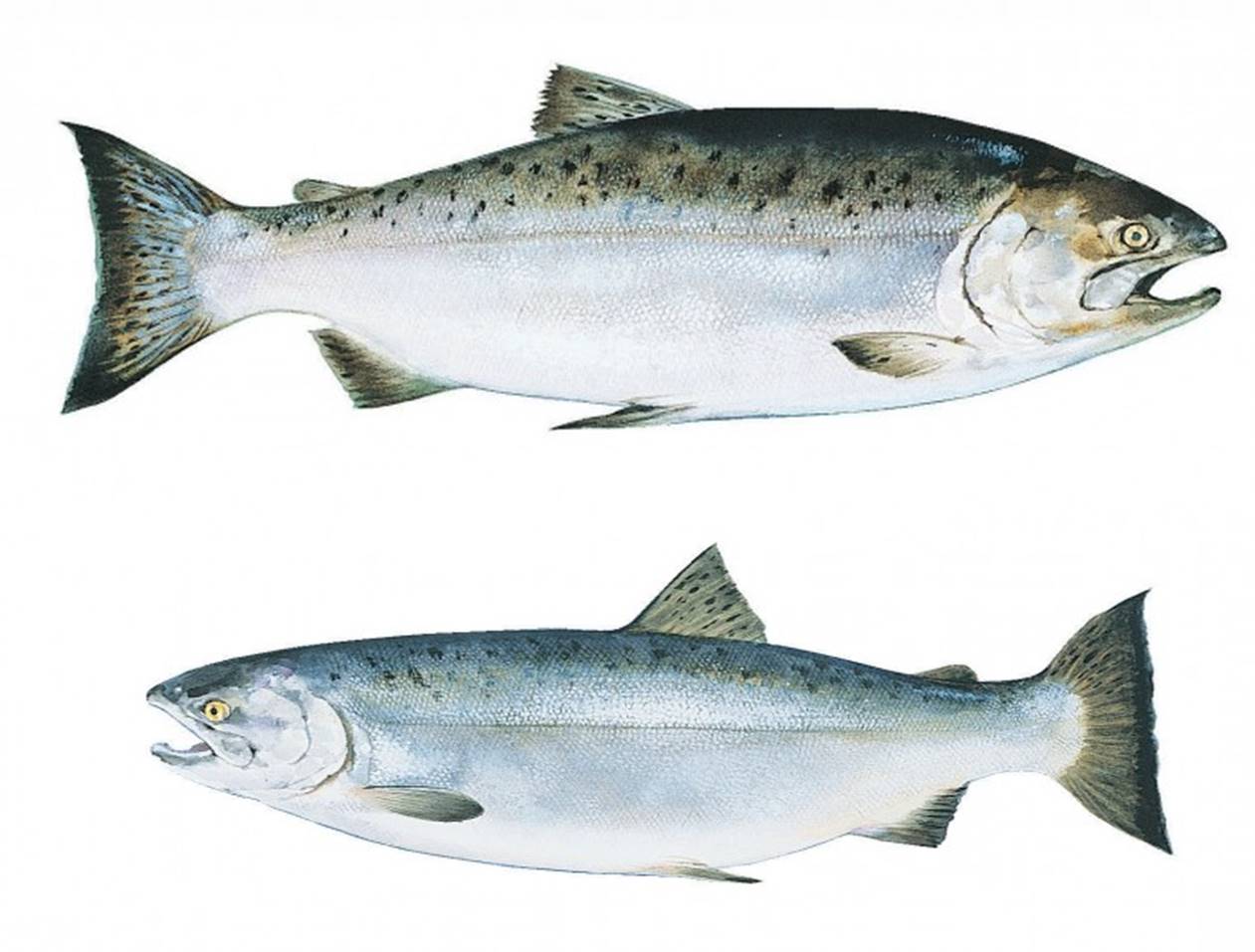 Risk Assessment for culture of King and Coho salmon in South Africa