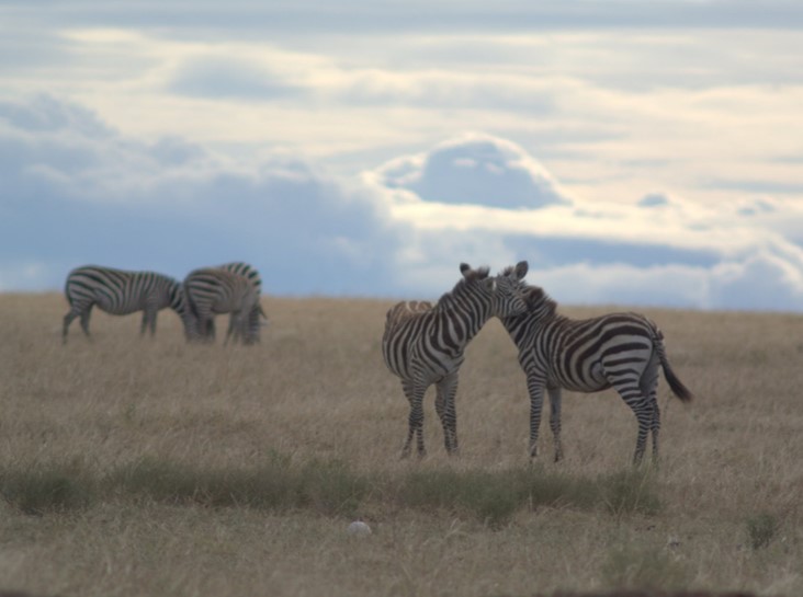 Climate Change Vulnerability and Adaptation Assessment for the Greater Mara Ecosystem