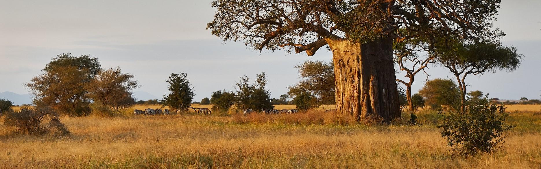 Baobab - cropped