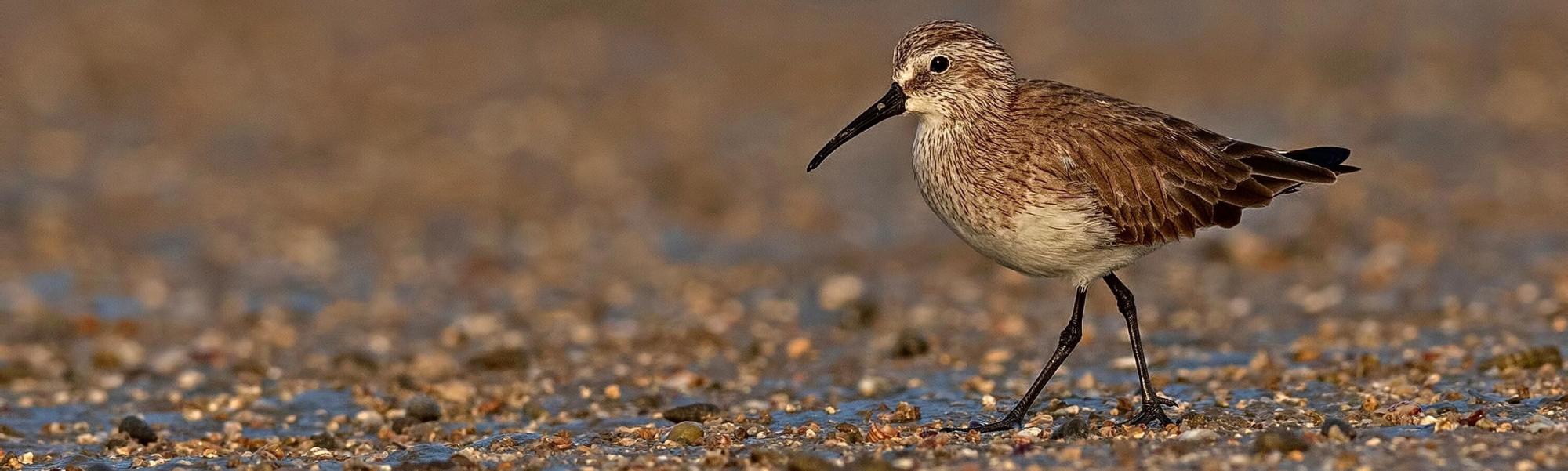 sandpiper
