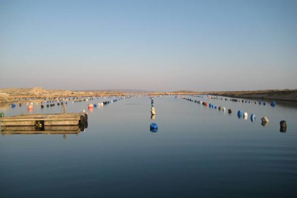 Environmental Impact Assessment for expansion of an abalone farm at Kleinzee