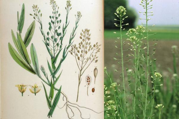 Risk assessment for introduction of Camelina savita as a commercial crop 