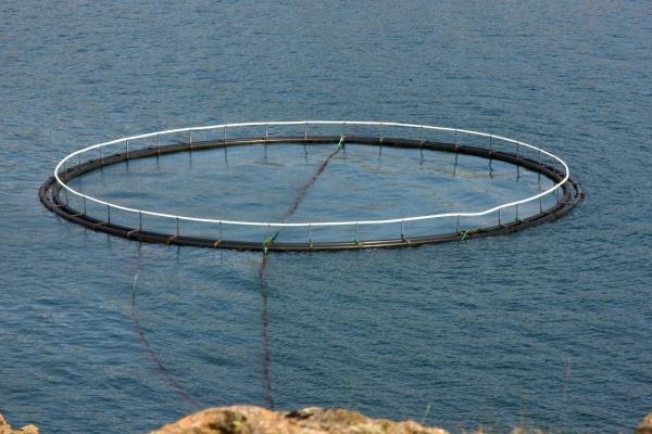 Strategic Environmental Assessment (SEA) to identify potential sea-based finfish aquaculture development zones (ADZ) off the South African coastline.  