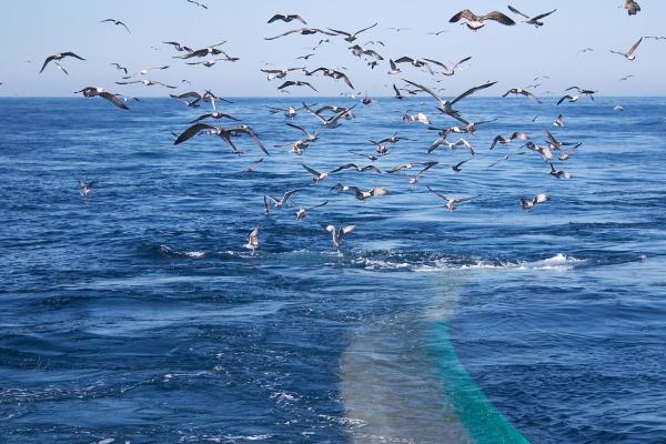 Potential impacts of the proposed Addo MPA on commercial fisheries
