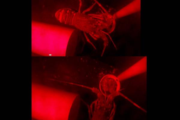 Exposure to brodifacoum pellet bait on Tristan Rock Lobster