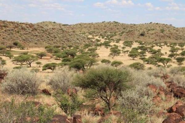 Towards a policy on indigenous bush encroachment in South Africa