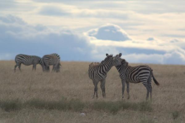 Climate Change Vulnerability and Adaptation Assessment for the Greater Mara Ecosystem