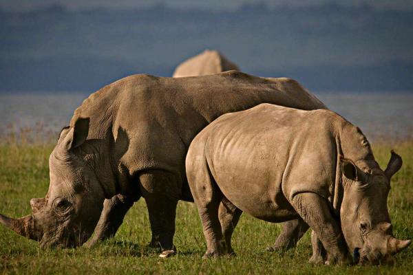 Rhinos