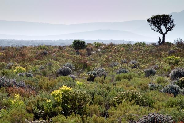 Cape Floristic Region